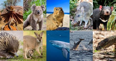 what animal is famous in australia
